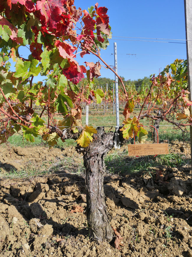 Виноградник на урожай